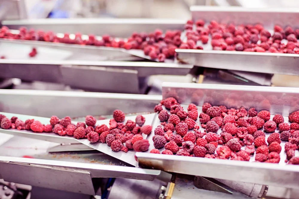 strawberries-processing-plant